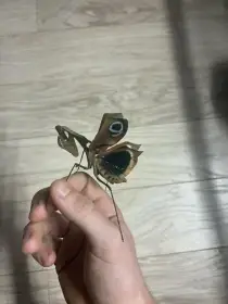 Kudlanku Deroplatys desiccata