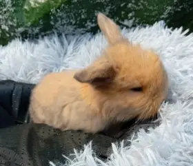 Zakrslý beránek F8