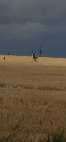 Nabízím k adopci fenu Kangal