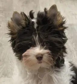 Biewer jorkšírský teriér - biro