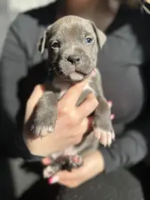 Štěňátka v typu Amerického stafordšírského teriéra