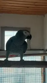 Prodám 1.1 Žako kongo