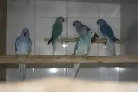 Alexandr malý violeta HO opalino