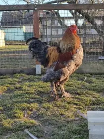 Kohout brahmánka vlnitá koroptví modrá