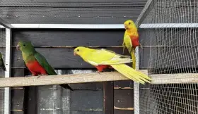 Prodám papouška královského žlutého