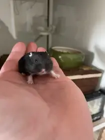 Křeček džungarský