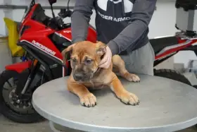 Jihoafrický mastif – Boerboel Štěňata