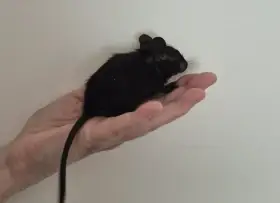 Mláďata osmáčků