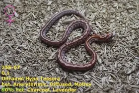 Užovka červená (P. guttatus) - Ultramel  Hypo  Diffused  het. Anery