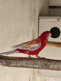 Penant zlatý pastel