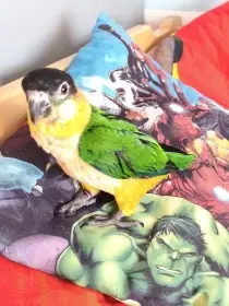 Amazonek černotemenný, ručně dokrmený