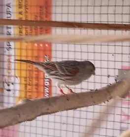 Červená achátová mozaika