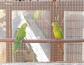 Papoušek nádherný 1,1