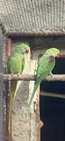 Prodám- Alexandr velký