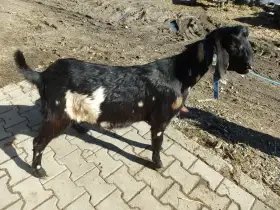 Anglonubijského (Kozel)