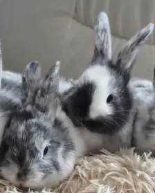 Gaučáci hledají nový domov