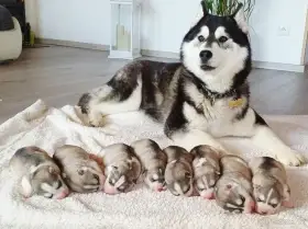 Sibiřský husky štěňátka s pp