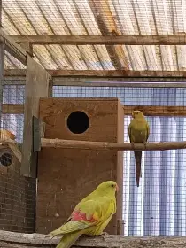 Papoušek horský pastel