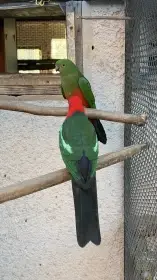 Prodám 2 páry Papoušků královských