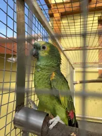 Amazoňan modročelý ( aestiva aestiva)