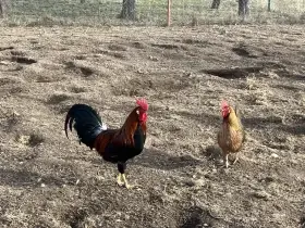 Prodám kohouta vlaška koroptví