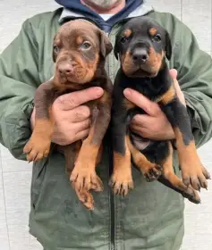 Dobrman štěňata na prodej