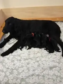 Štěňátka Flat Coated Retriever