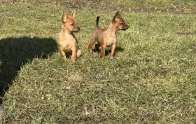 Kříženci biewer teriéra s pražským krysaříkem