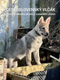 Československý vlčák štěně s rodokmenem TOP nabídka