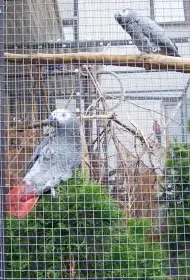 Prodam samici žako kongo