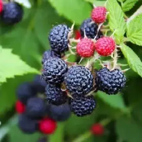 Malina černá Black Jewel