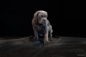 Otevřena rezervace na štěňátka Cane Corso s PP