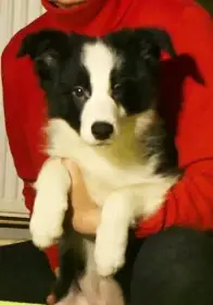 Černobílý pejsek border kolie s PP