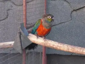 Pyrura červenobřichý