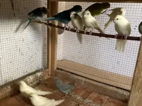 Kakariki červenočelý