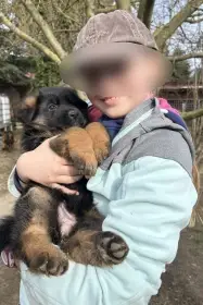 Štěňata - německý ovčák