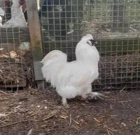 Prodám kohouty hedvábničky