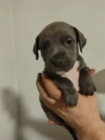 Americký stafordšírský teriér