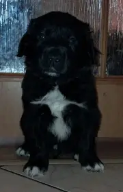 Poslední pejsek Borador