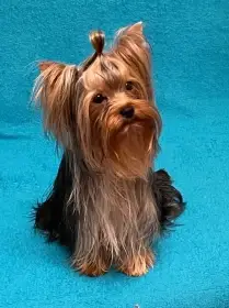 Jorkšírský teriér s PP