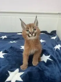 Koťata karakalů na prodej