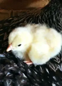 Prodám násadová vajíčka