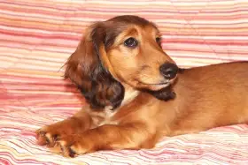 Trpasličí jezevčík dlouhosrstý s PP