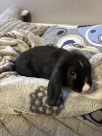 Zakrslý králíček- beránek