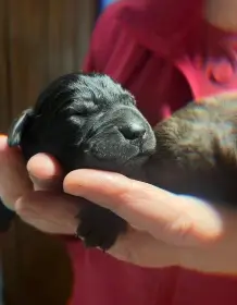 Štěňata Labrador Retriever s PP černá a hnědá