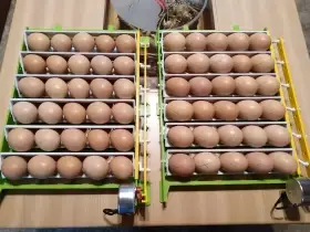 Volné místo v líhni