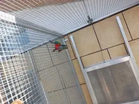 Pyrura červenobřichý