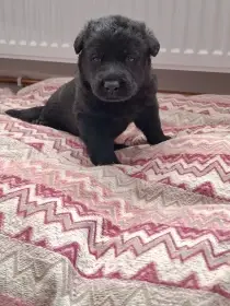 Štěňátka no s PP