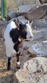 Holandská zakrslá koza - kůzle