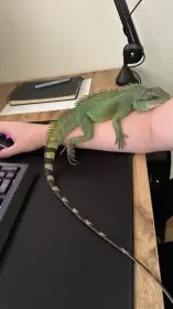 Tropické biopaludárium  3 agamy kočinčinské